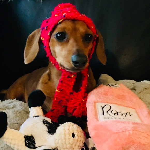 Meet your Posher, Lil' Bee! - Picture 5 of 16